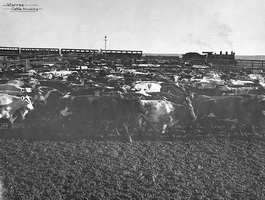 circa 1930 - Central Australia Railway trucking cattle Marree - engine and yard